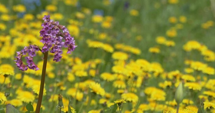 Plants. The branches of the flowering thick-leaved badan are swaying in the wind against the background of yellow dandelion flowers. Siberia.