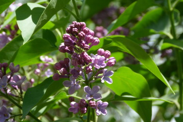 flowers in the garden