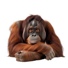 Fototapeta premium Orangutan