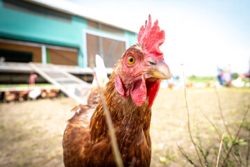 Freilaufendes Huhn auf dem Bauernhof