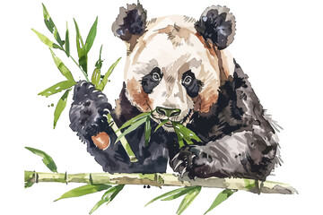 Watercolor Illustration of Panda Eating Bamboo. Vector illustration design.