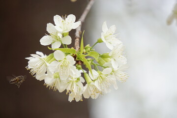 Bee is flying to get nectar on the beautiful blooming white Wild Himalayan Cherry flowers. 
(Prunus cerasoides)