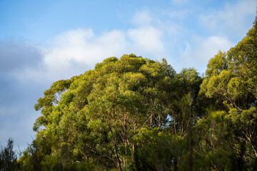 beautiful gum Trees and shrubs in the Australian bush forest. Gumtrees and native plants growing in Australia in spring