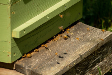 house for bees on field in summer.