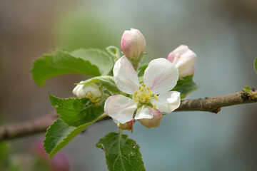 Closeup white flowers of the apple tree.