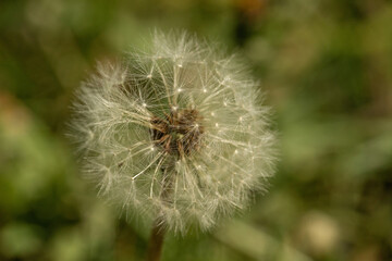 single dandelion on green grass background