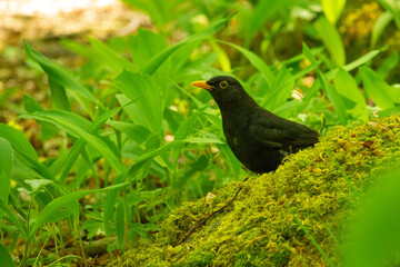 Common blackbird sitting on ground