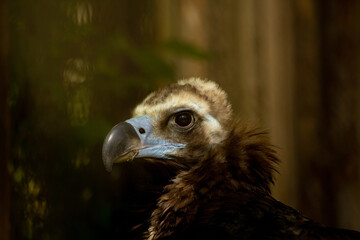  European Black vulture head portrait