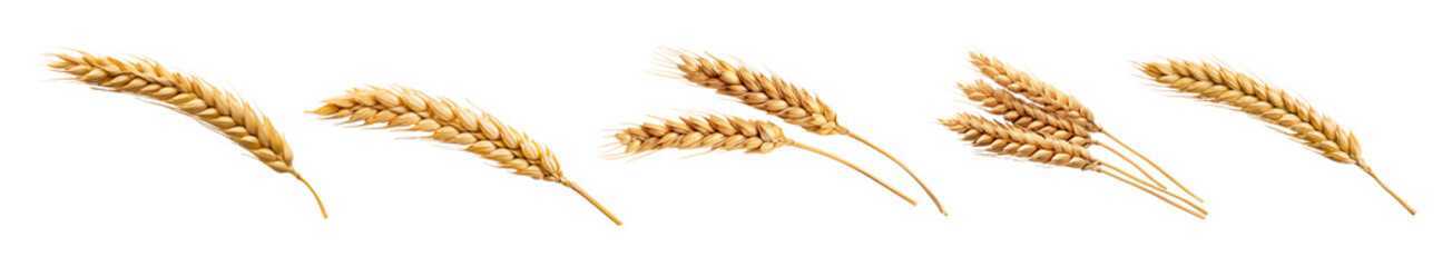 An ear of wheat isolated on transparent background