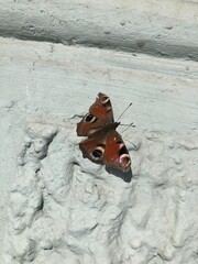 Obraz premium butterfly sitting on the wall