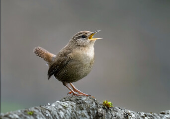 jenny wren, bird, branch, bird watching, avian, tree, perched, tiny, small, close up, macro, brown,...