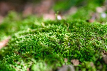 Close-up view of vibrant green moss in peaceful forest environment