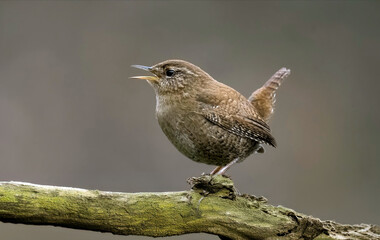 jenny wren, bird, branch, bird watching, avian, tree, perched, tiny, small, close up, macro, brown, cute, birding, woods, singing, nature, wildlife, animal, wild, beak, sparrow, flycatcher, robin, 