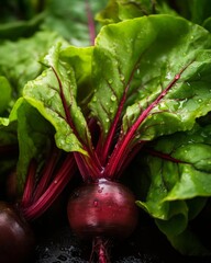 A macro shot of freshly picked beets with dewcovered leaves, emphasizing the rich, deep red hues and the lush, green backdrop, symbolizing health and natural goodness