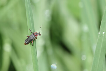 Rustic Soldier Beetle (Cantharis rustica)