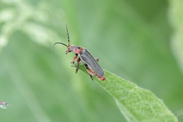 Rustic Soldier Beetle (Cantharis rustica)