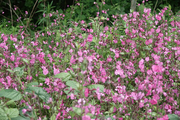 Red Campion (Silene dioica) in the British Countryside
