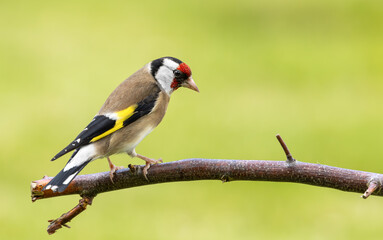 A close up of a single goldfinch on a tree  branch