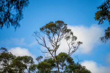 beautiful gum Trees and shrubs in the Australian bush forest. Gumtrees and native plants growing in Australia in spring