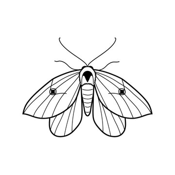 A black and white drawing of a moth, Simple vlack ink outline drawing on a white background.