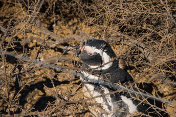 Penguins Argentina, Patagonia Argentina, penguins on the rocks, 