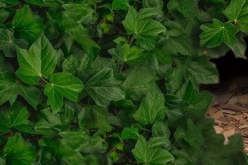 Soft focus background of lush green climbing ivy leaves for a natural and serene atmosphere