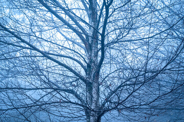 Tree in winter