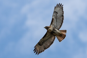 Red-shouldered Hawk soaring overhead