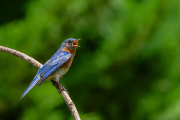 Bluebird perched on a tree branch
