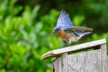 Bluebird landing on a birdhouse