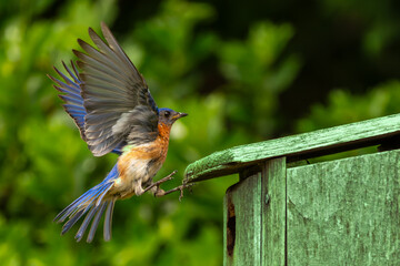 Bluebird flying to a birdhouse