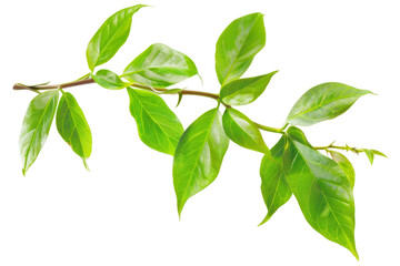 Fototapeta premium Virginia creeper, isolated on solid white background, PNG di-cut style, realistic photo style, object as model