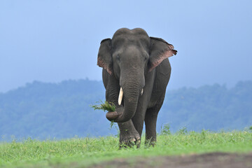Asian elephant is the largest land mammal on the Asian continent