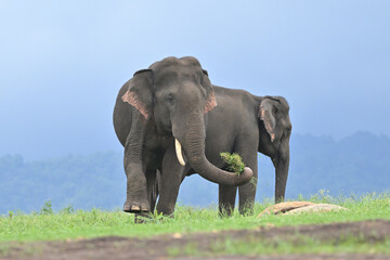Asian elephant is the largest land mammal on the Asian continent