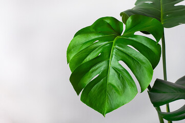 fresh green leaves of monstera on light grey background 