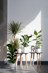 various plants in the interior