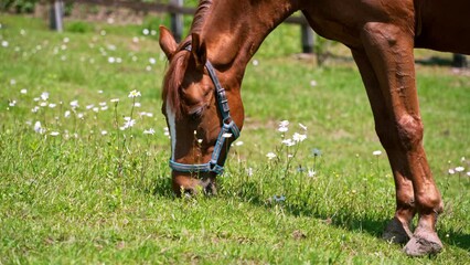 A brown horse with a green halter grazes peacefully in a green meadow filled with wildflowers on a sunny afternoon. - Powered by Adobe
