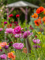 Naklejka premium Red and pink poppies in garden blooming