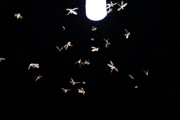 moth flying in the neon light