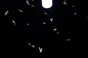 moth flying in the neon light