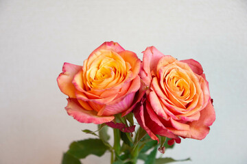 グラデーションカラーのバラ