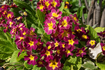 Red and yellow primrose in the garden