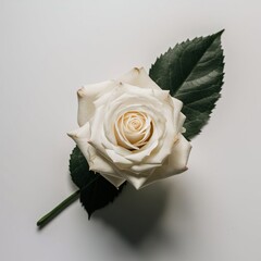 single white rose with leaf