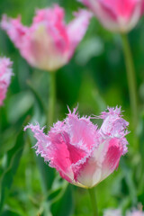 Naklejka premium チューリップ 