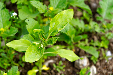 Close-up of green plant at agriculture field at Swiss City of Zürich on a cloudy spring afternoon. Photo taken May 26th, 2024, Zurich, Switzerland.