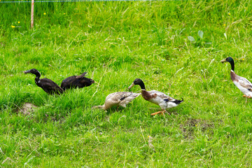 Group of Indian runner ducks grazing on meadow on a cloudy spring day at Swiss City of Zürich. Photo taken May 26th, 2024, Zurich, Switzerland.