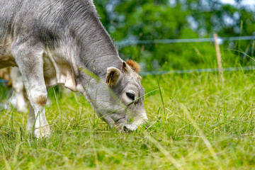 Herd of gray cows breed R&auml;tisches Grauvieh grazing on meadow at Swiss town on a cloudy spring afternoon. Photo taken May 26th, 2024, Zurich, Switzerland.