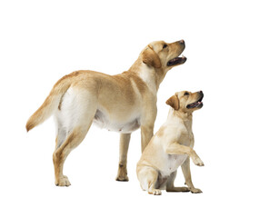 Portrait of Labrador Retriever standing on white background