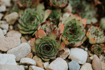 Succulents 