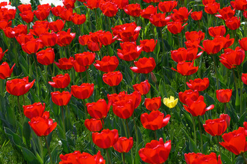 Fototapeta premium チューリップ